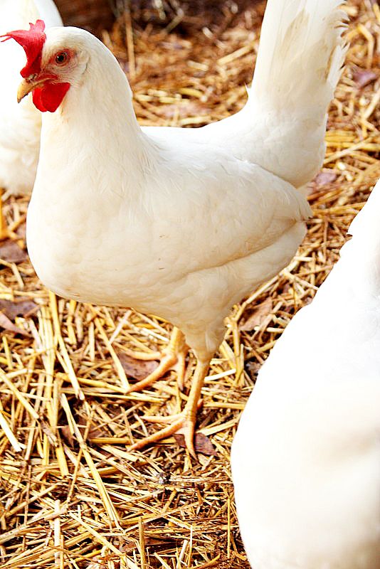 A bird standing on top of a pile of hay