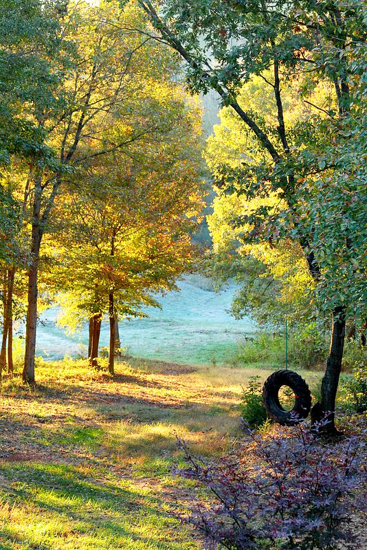 A tree in the middle of a field