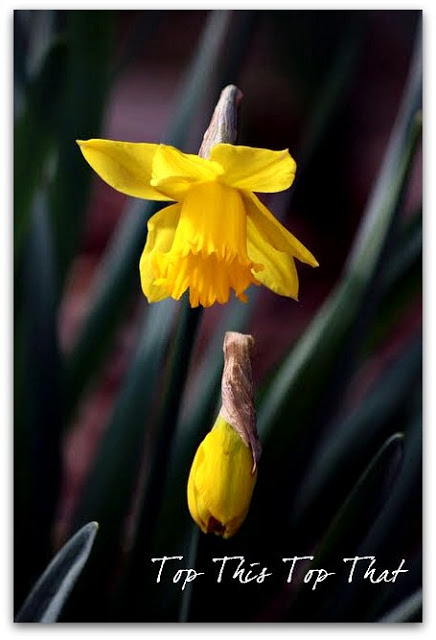 All things daffodils