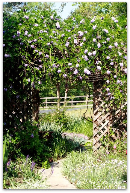 Flip Flop Gardener on Wisteria Lane