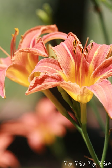 For the Love of a Day Lily