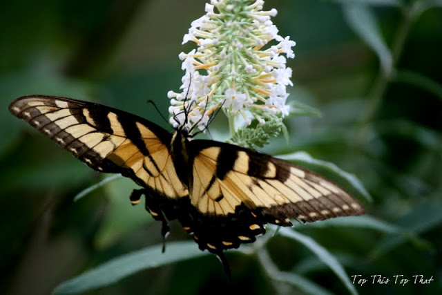 Butterflies and the Butterfly Bush