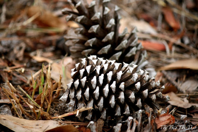 Decorating with Pine Boughs