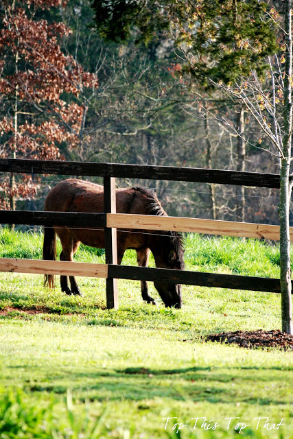 The other “friends” around Duke Manor and Day 2 of the Summer Showcase Tour