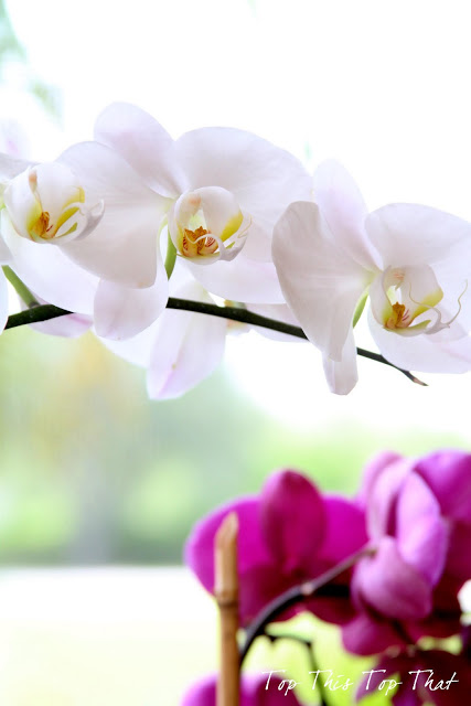 4 Simple Tips to Care for your Orchids