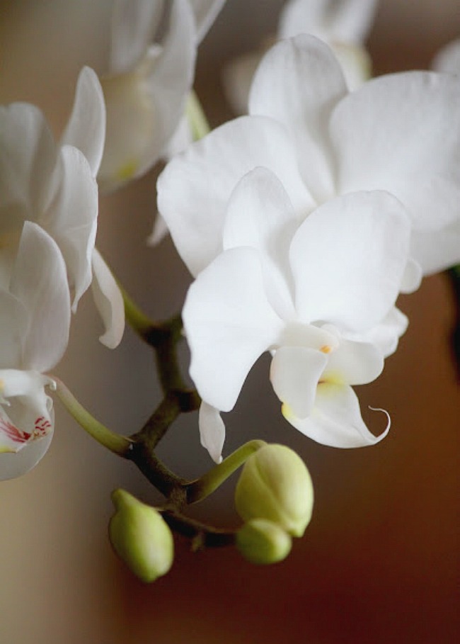 4 Simple Tips to Care for your Orchids