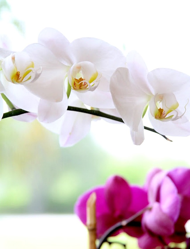 4 Simple Tips to Care for your Orchids