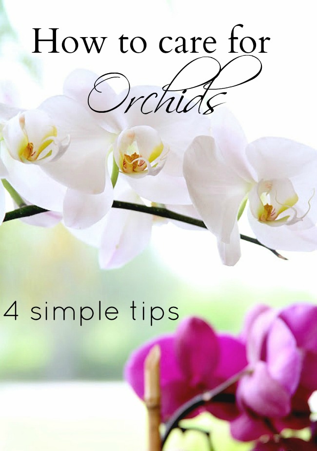 4 Simple Tips to Care for your Orchids
