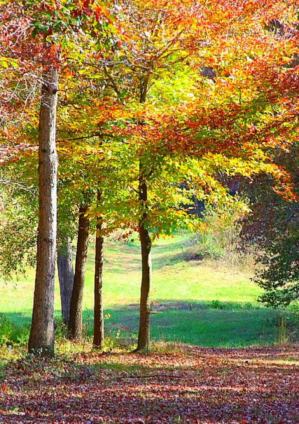 The Beauty Of Fall Colors Around Duke Manor Farm