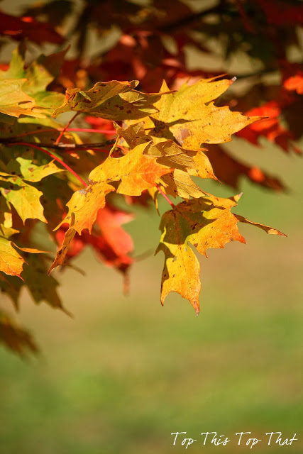 The Beauty Of Fall Colors Around Duke Manor Farm