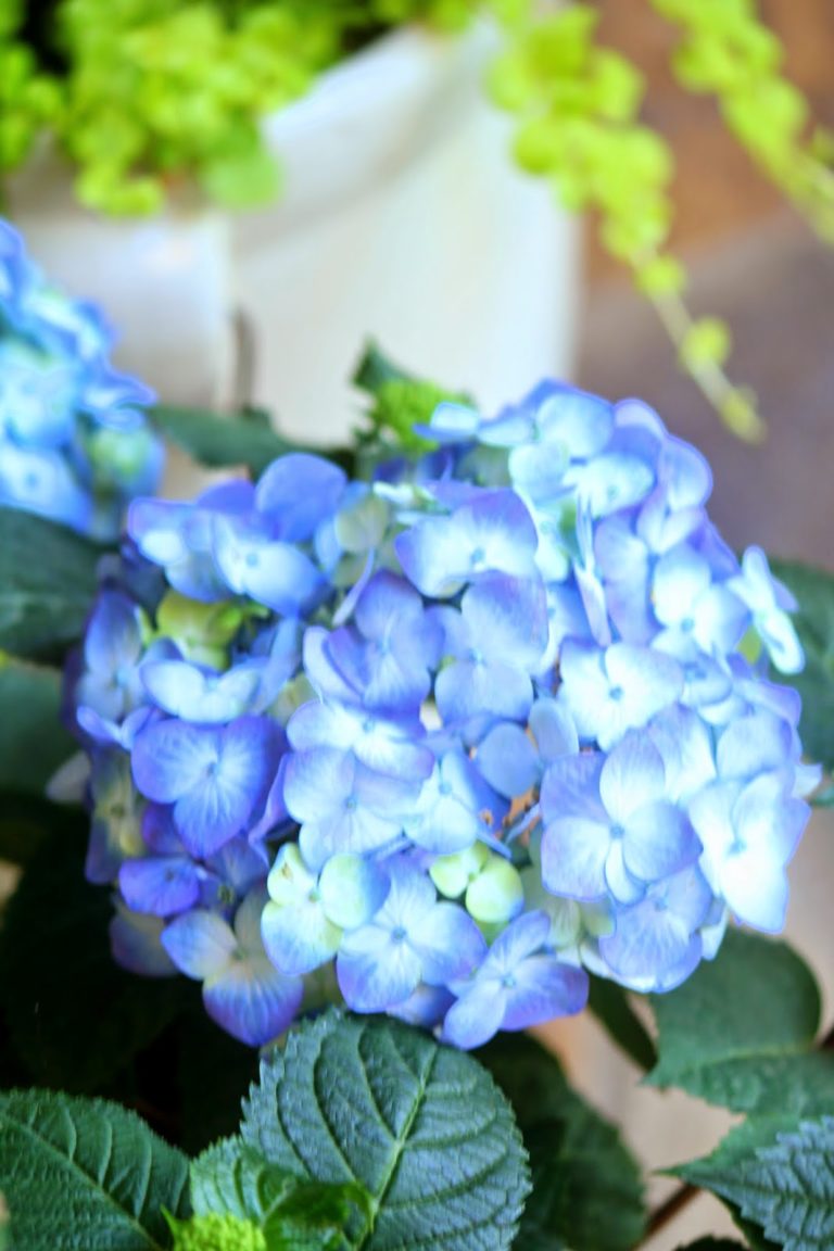 BloomStruck™ Hydrangeas + $100 Giveaway!
