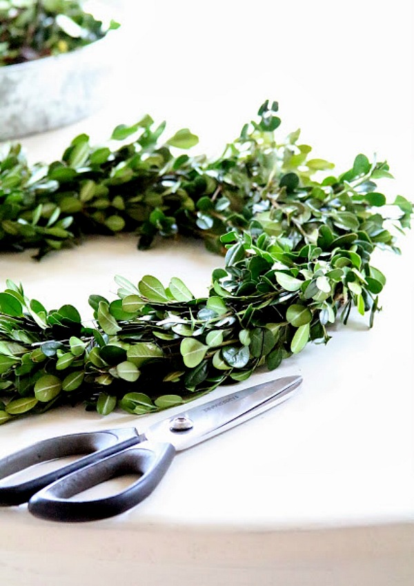 boxwood-wreath