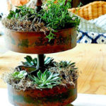 create a succulent centerpiece