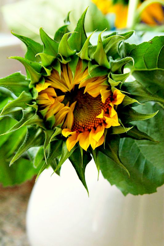 how to cut sunflowers so they last