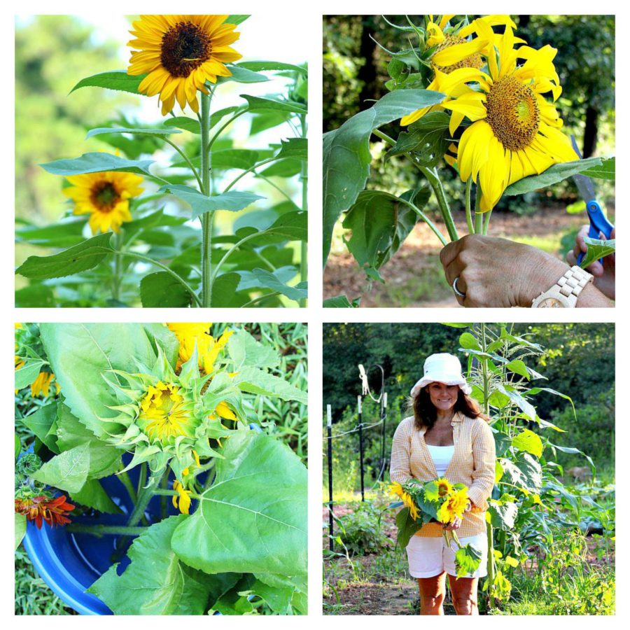 how to cut sunflowers so they last