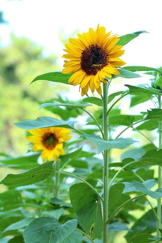 how to cut sunflowers so they last