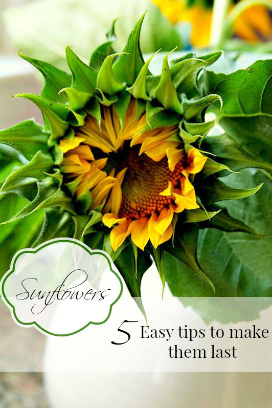 how to cut sunflowers so they last