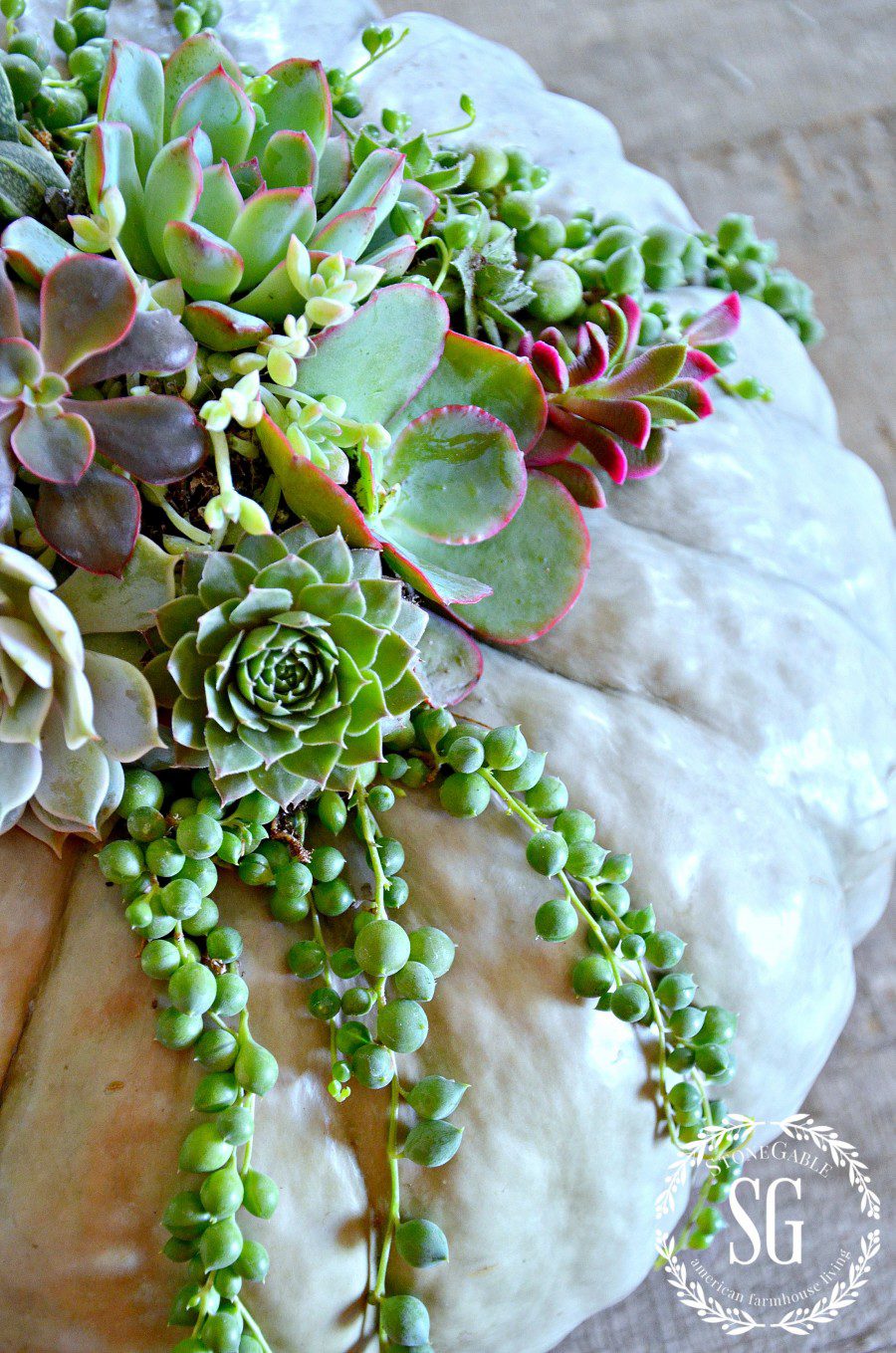 SUCCULENT-TOPPED-PUMPKINS-colorful-succulents-stonegableblog.com_