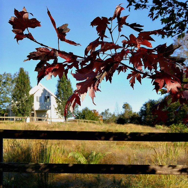 Fall at Duke Manor Farm