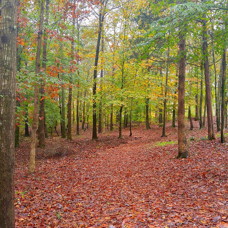 Fall at Duke Manor Farm