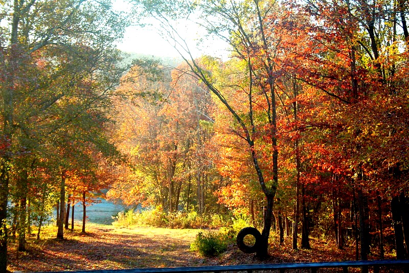 Fall at Duke Manor Farm