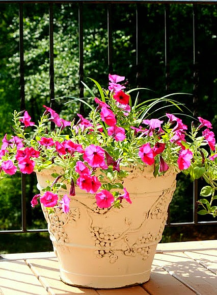 Getting the most out of your Gardening... Using Containers