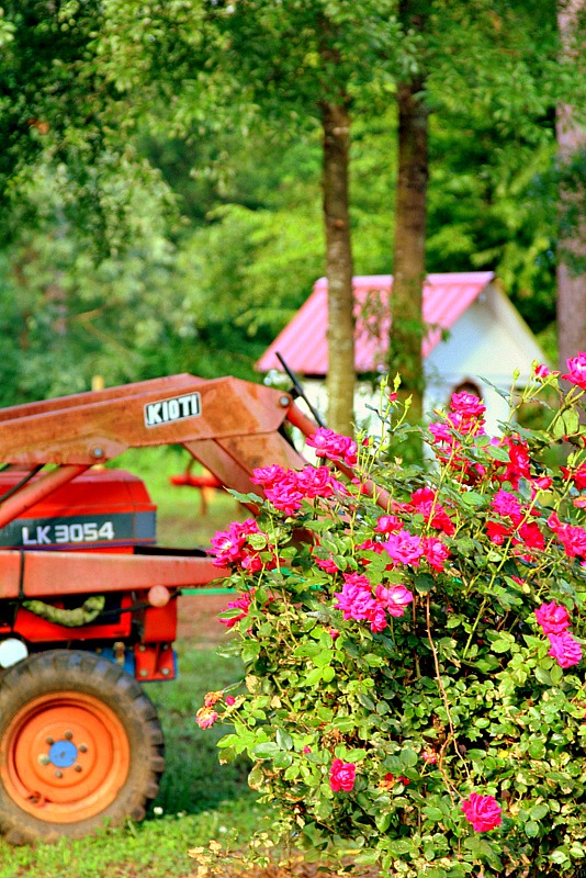 Knock Out Rose Container Garden Tips