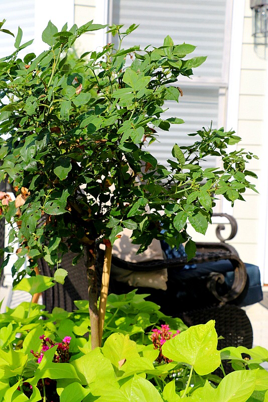 Knock Out Rose Container Garden Tips