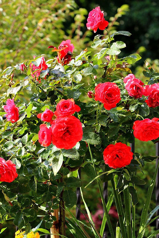 Knock Out Rose Container Garden Tips
