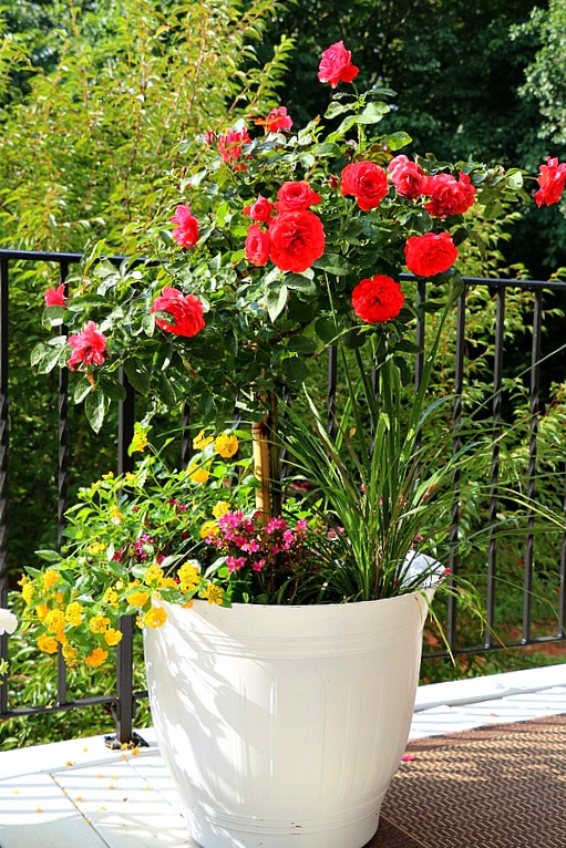 How to Grow Roses in Containers