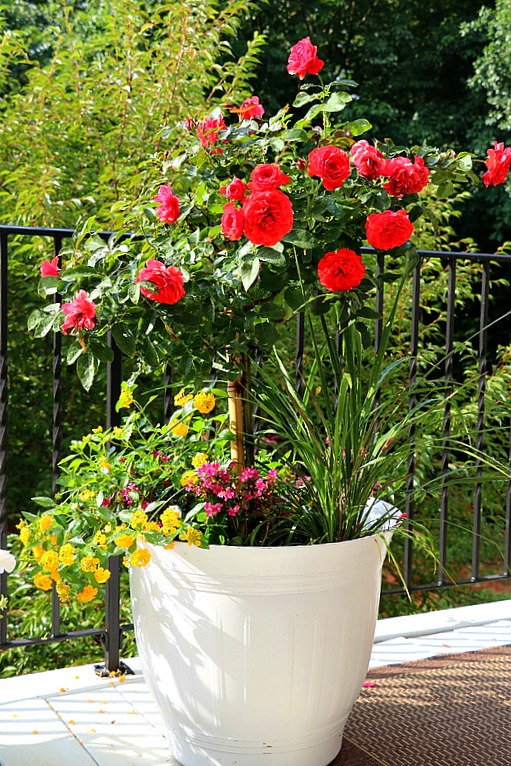 Knock Out Rose Container Garden Tips