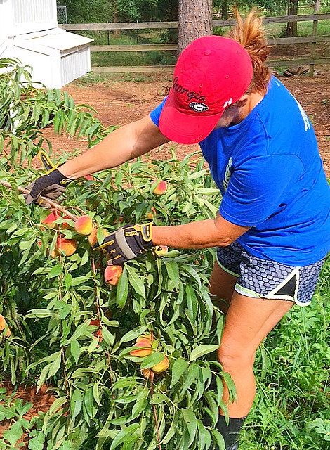 picking peaches from a tree