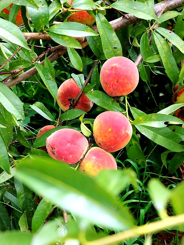 peaches on a tree