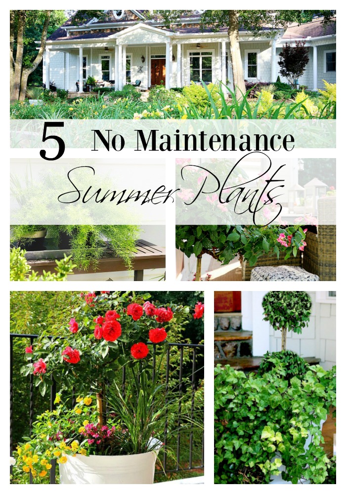 5 No Maintenance Summer Plants