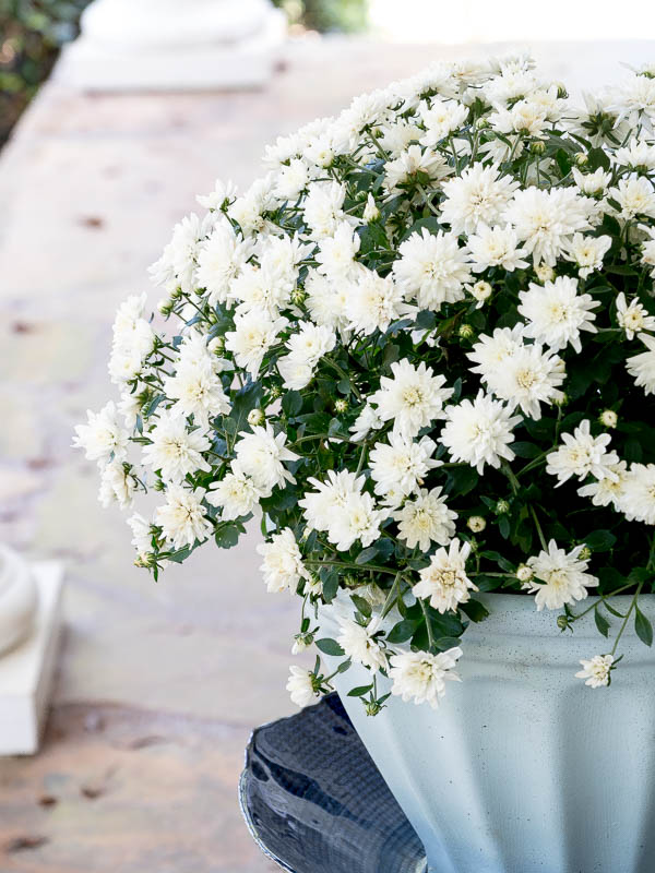 How to Care for Fall Mums
