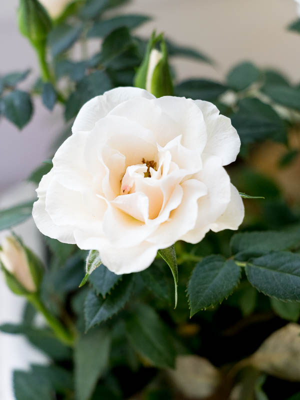 white rose petal