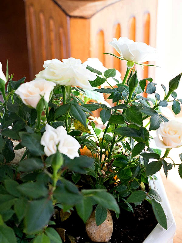  Miniature Rose Plant Indoors