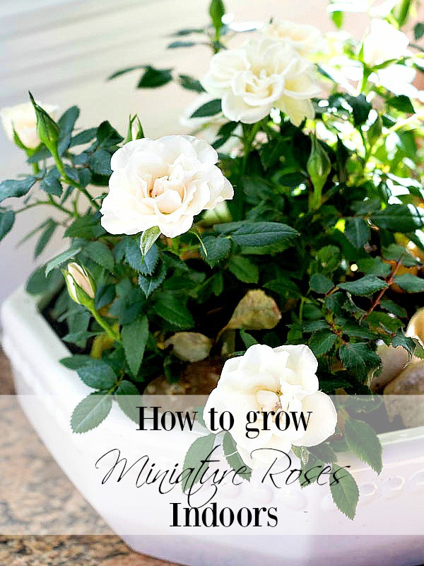 How to care for Miniature Rose Plants Indoors