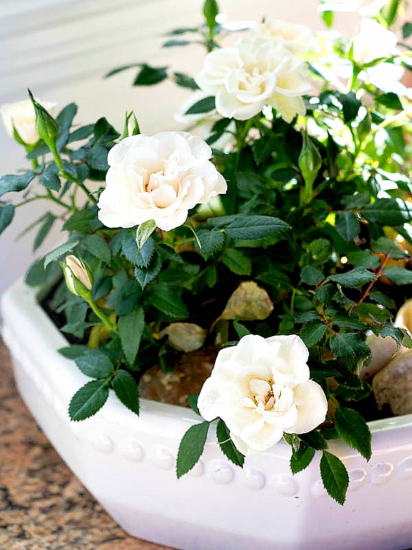 How to care for Miniature Rose Plants Indoors