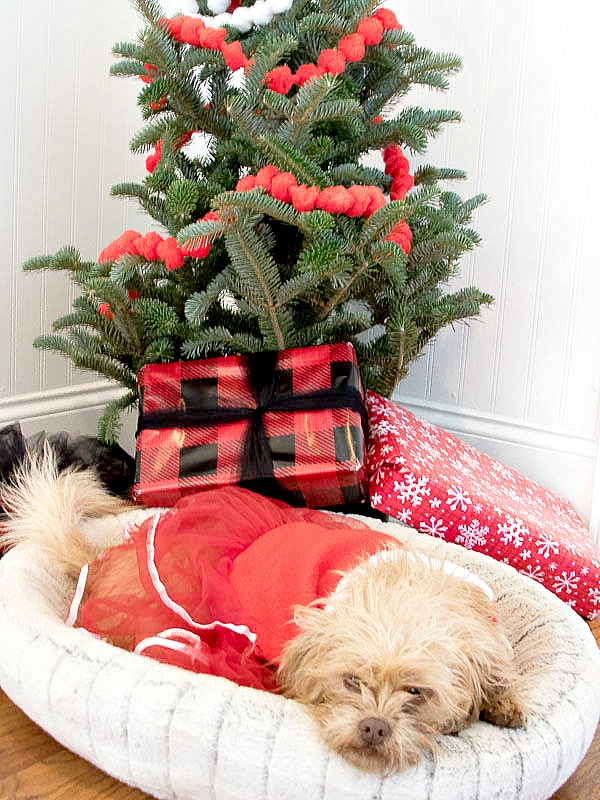 Gift ideas for the Dog and the Dog Lover