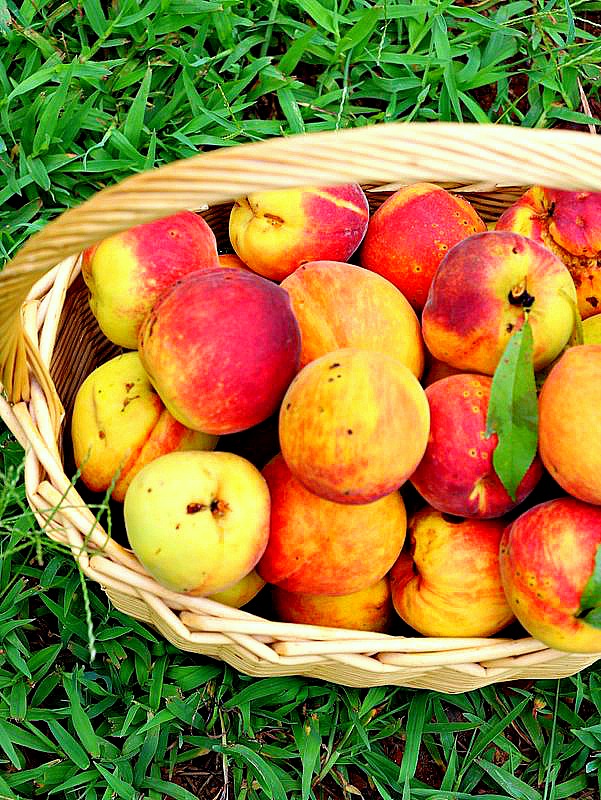 peaches in a basket