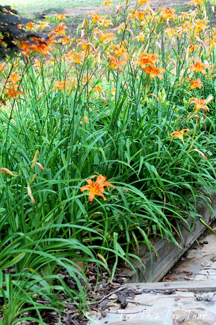 day lilly tips from duke manor farm