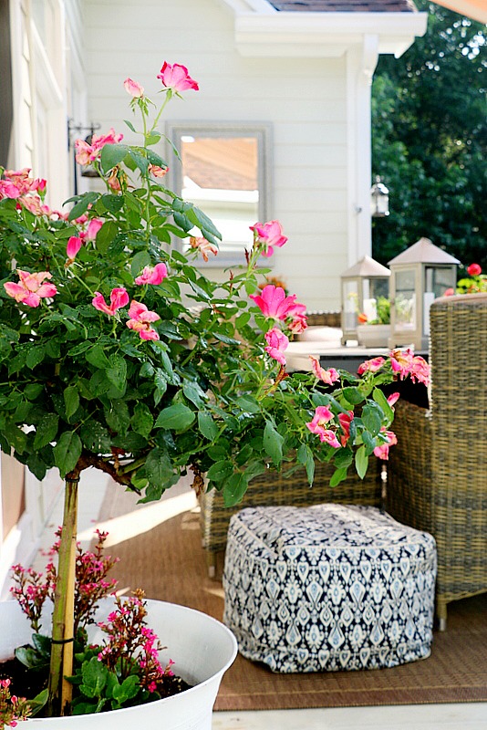 pink knockout rose in container