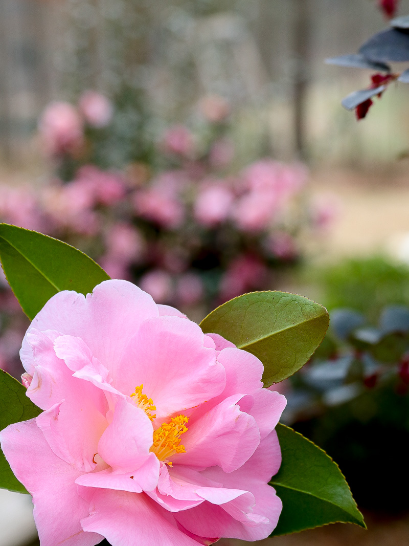 How to grow pretty pink blooms in the winter time