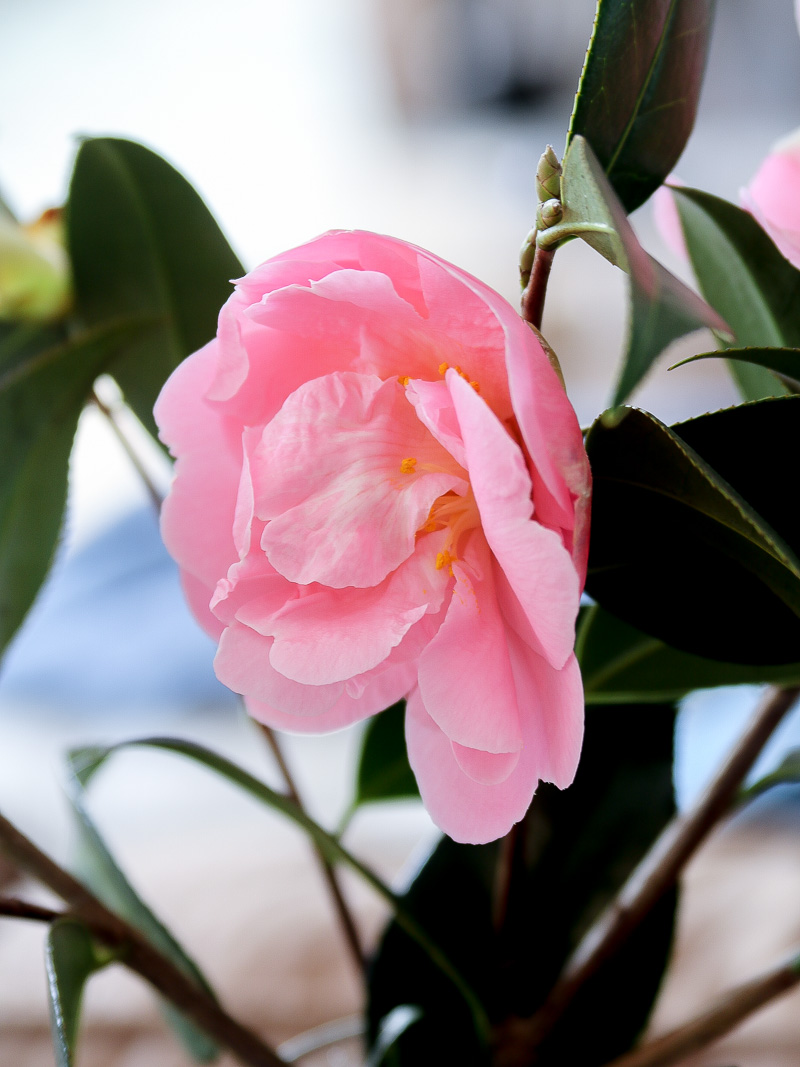 How to grow pretty pink blooms in the winter time