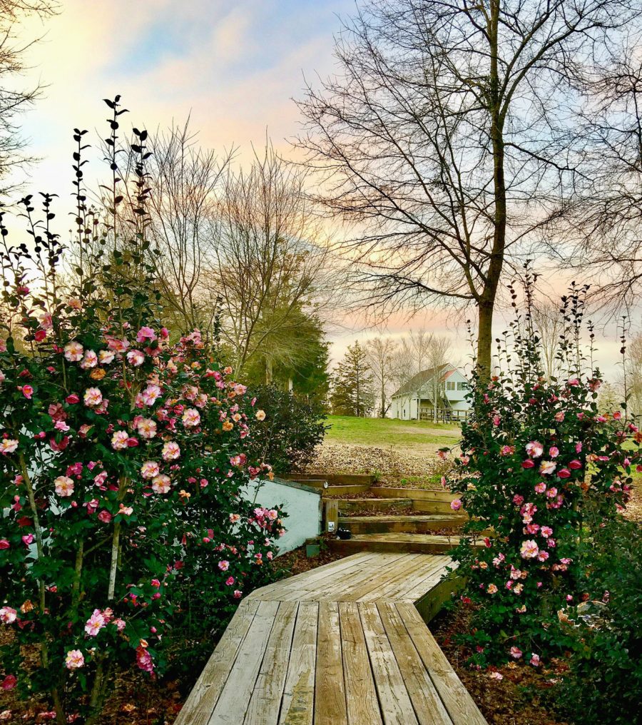 How to grow pretty pink blooms in the winter time