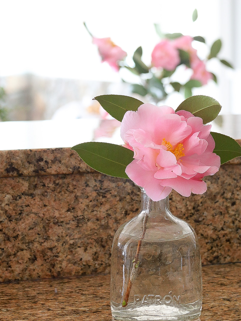 How to grow pretty pink blooms in the winter time
