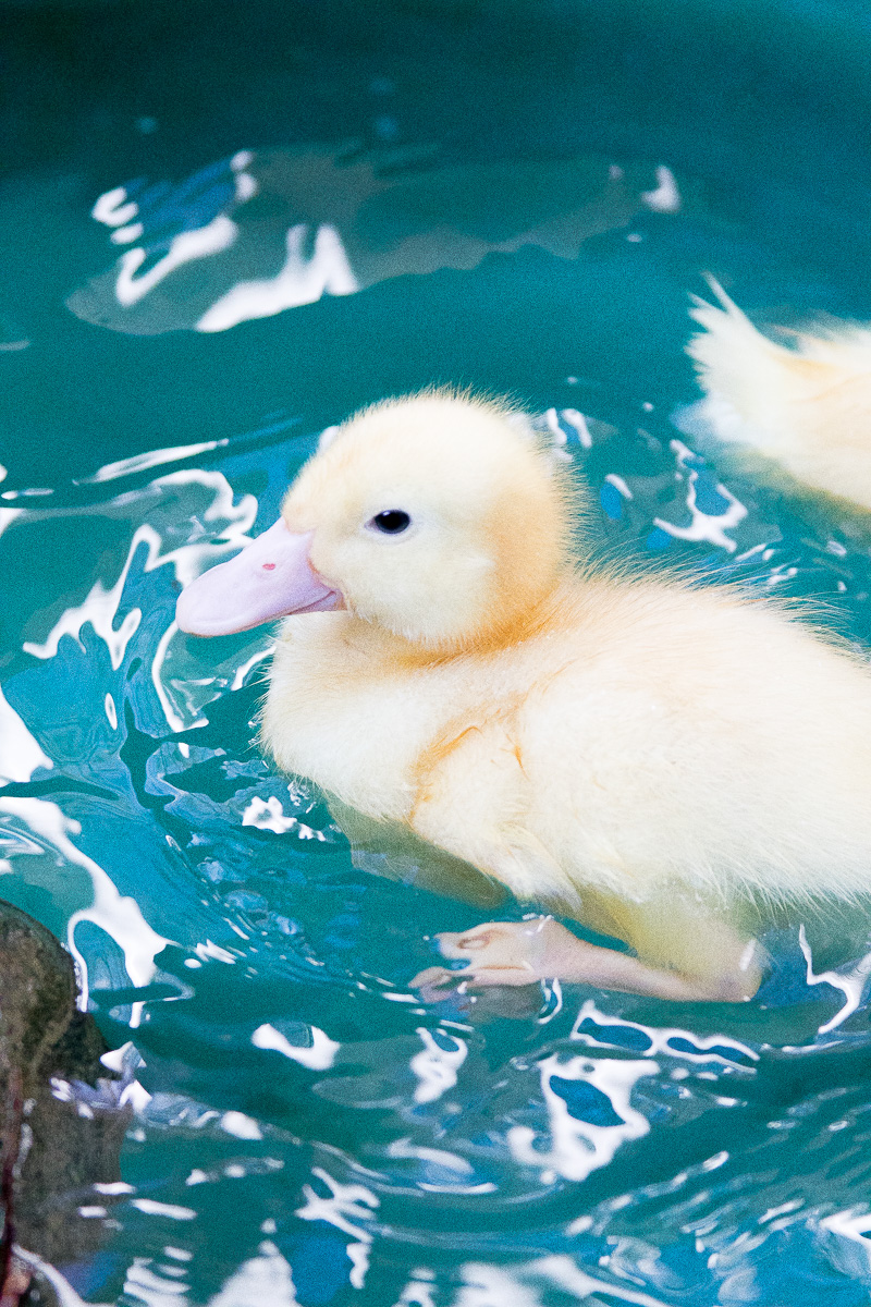 Friday at the Farm and new baby ducks