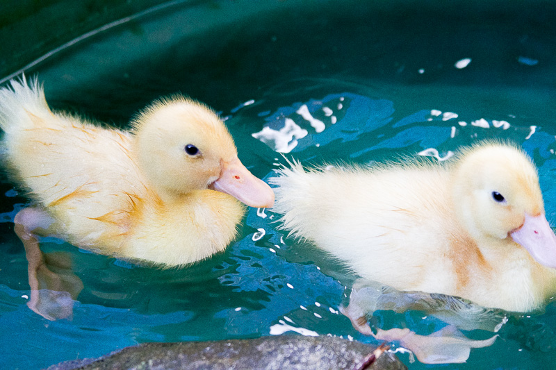 Friday at the Farm and new baby ducks