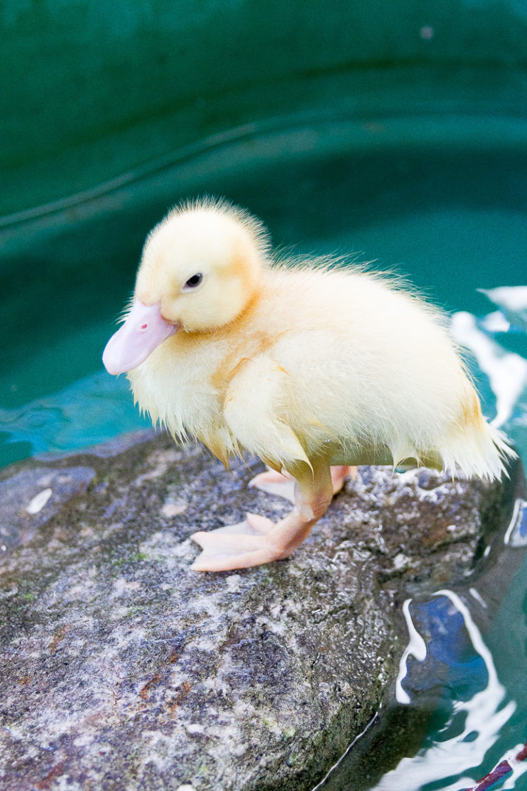 Friday at the Farm and new baby ducks